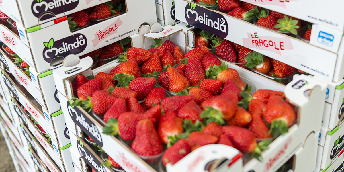 Fragole del Trentino, l'inizio della campagna fa ben sperare